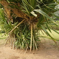 DSC01532