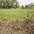 nature5